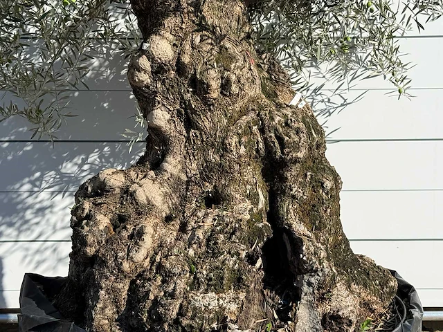 Olijfboom bonsai xl - olea europaea - ca. 150 jaar oud - hoogte ca. 280 cm - afbeelding 6 van  7