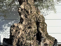 Olijfboom bonsai xl - olea europaea - ca. 150 jaar oud - hoogte ca. 280 cm - afbeelding 6 van  7