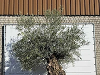 Olijfboom bonsai xl - olea europaea - ca. 150 jaar oud - hoogte ca. 280 cm - afbeelding 7 van  7