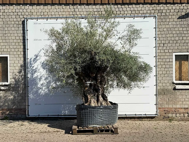 Olijfboom bonsai xl - olea europaea - ca. 150 jaar oud - hoogte ca. 280 cm - afbeelding 1 van  5