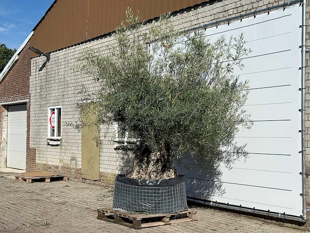 Olijfboom bonsai xl - olea europaea - ca. 150 jaar oud - hoogte ca. 280 cm - afbeelding 2 van  5