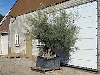 Olijfboom bonsai xl - olea europaea - ca. 150 jaar oud - hoogte ca. 280 cm - afbeelding 2 van  5