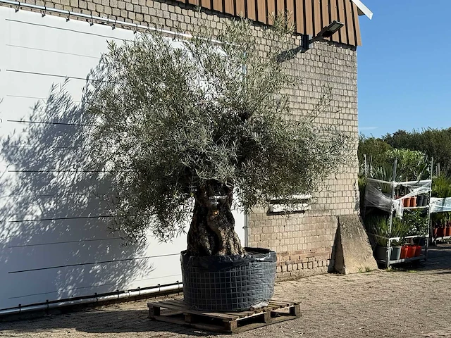 Olijfboom bonsai xl - olea europaea - ca. 150 jaar oud - hoogte ca. 280 cm - afbeelding 3 van  5