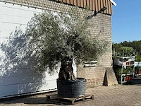 Olijfboom bonsai xl - olea europaea - ca. 150 jaar oud - hoogte ca. 280 cm - afbeelding 3 van  5