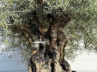 Olijfboom bonsai xl - olea europaea - ca. 150 jaar oud - hoogte ca. 280 cm - afbeelding 4 van  5