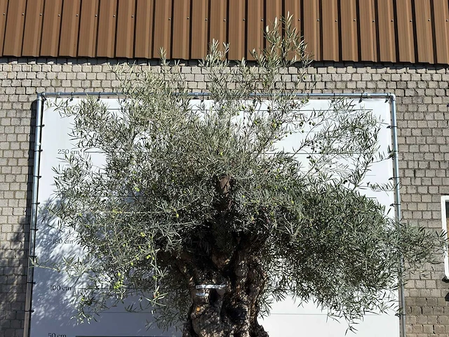 Olijfboom bonsai xl - olea europaea - ca. 150 jaar oud - hoogte ca. 280 cm - afbeelding 5 van  5