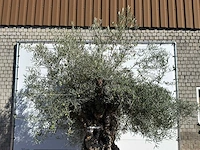 Olijfboom bonsai xl - olea europaea - ca. 150 jaar oud - hoogte ca. 280 cm - afbeelding 5 van  5