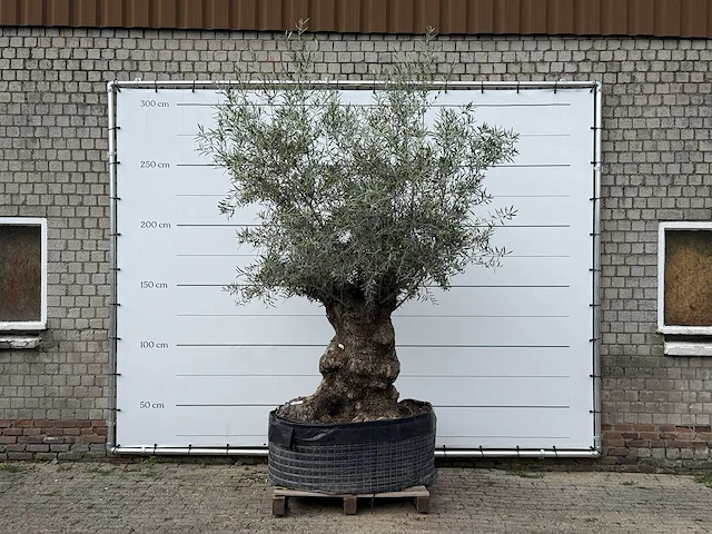 Olijfboom bonsai xl - olea europaea - ca. 150 jaar oud - hoogte ca. 280 cm - afbeelding 2 van  6