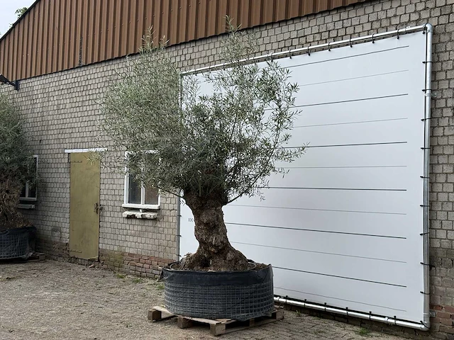 Olijfboom bonsai xl - olea europaea - ca. 150 jaar oud - hoogte ca. 280 cm - afbeelding 3 van  6