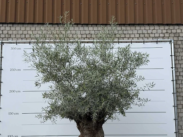 Olijfboom bonsai xl - olea europaea - ca. 150 jaar oud - hoogte ca. 280 cm - afbeelding 6 van  6