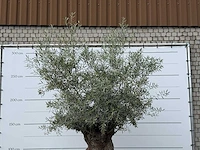 Olijfboom bonsai xl - olea europaea - ca. 150 jaar oud - hoogte ca. 280 cm - afbeelding 6 van  6