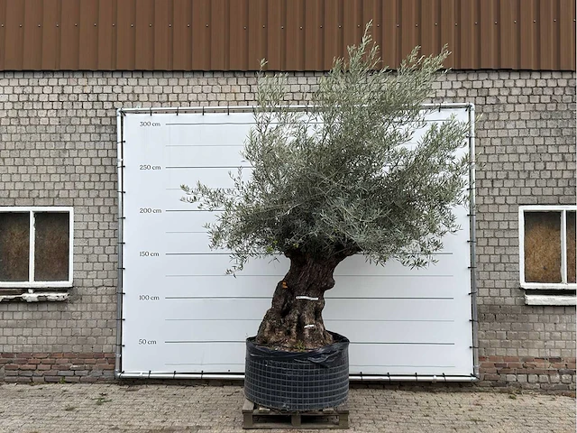 Olijfboom bonsai xl - olea europaea - ca. 150 jaar oud - hoogte ca. 280 cm - afbeelding 2 van  6