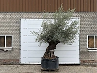 Olijfboom bonsai xl - olea europaea - ca. 150 jaar oud - hoogte ca. 280 cm - afbeelding 2 van  6