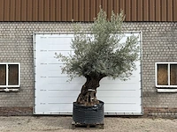 Olijfboom bonsai xl - olea europaea - ca. 150 jaar oud - hoogte ca. 280 cm - afbeelding 4 van  6