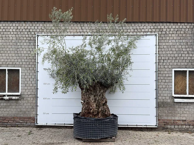 Olijfboom bonsai xl - olea europaea - ca. 150 jaar oud - hoogte ca. 280 cm - afbeelding 1 van  5