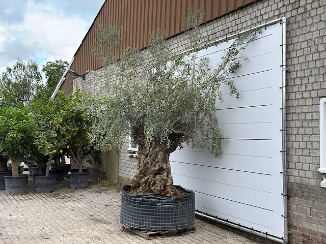 Olijfboom bonsai xl - olea europaea - ca. 150 jaar oud - hoogte ca. 280 cm - afbeelding 2 van  5
