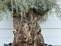 Olijfboom bonsai xl - olea europaea - ca. 150 jaar oud - hoogte ca. 280 cm - afbeelding 4 van  5