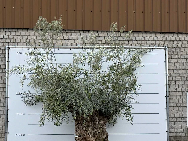 Olijfboom bonsai xl - olea europaea - ca. 150 jaar oud - hoogte ca. 280 cm - afbeelding 5 van  5