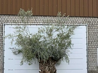 Olijfboom bonsai xl - olea europaea - ca. 150 jaar oud - hoogte ca. 280 cm - afbeelding 5 van  5