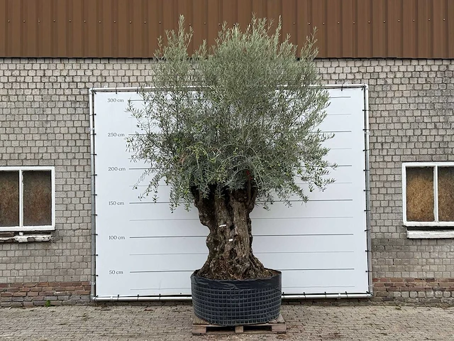 Olijfboom bonsai xl - olea europaea - ca. 150 jaar oud - hoogte ca. 280 cm - afbeelding 1 van  6