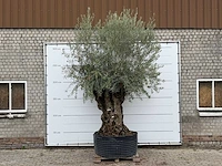 Olijfboom bonsai xl - olea europaea - ca. 150 jaar oud - hoogte ca. 280 cm