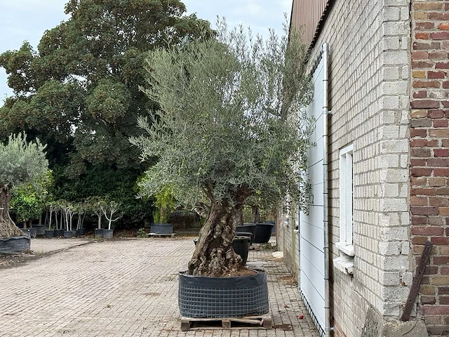 Olijfboom bonsai xl - olea europaea - ca. 150 jaar oud - hoogte ca. 280 cm - afbeelding 3 van  6