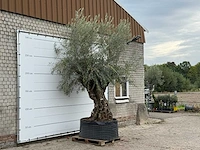 Olijfboom bonsai xl - olea europaea - ca. 150 jaar oud - hoogte ca. 280 cm - afbeelding 4 van  6