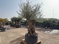 Olijfboom bonsai xl - olea europaea - ca. 200 jaar oud - hoogte ca. 250 cm - afbeelding 2 van  9