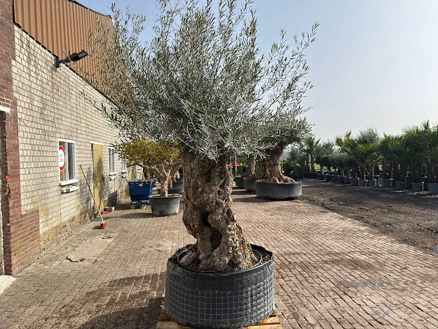 Olijfboom bonsai xl - olea europaea - ca. 200 jaar oud - hoogte ca. 250 cm - afbeelding 6 van  9
