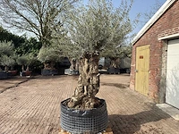 Olijfboom bonsai xl - olea europaea - ca. 200 jaar oud - hoogte ca. 250 cm - afbeelding 9 van  9