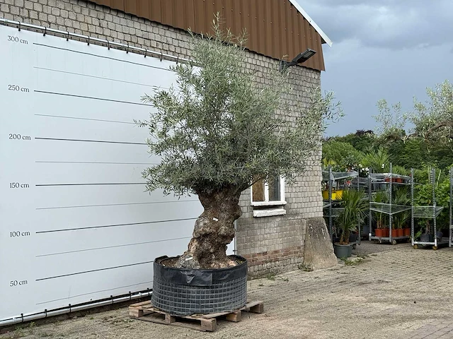 Olijfboom bonsai xl - olea europaea - ca. 200 jaar oud - hoogte ca. 280 cm - afbeelding 4 van  6