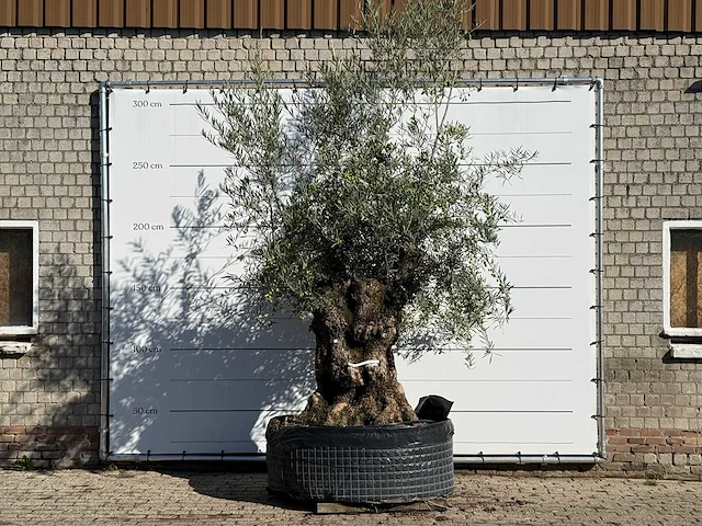 Olijfboom bonsai xl - olea europaea - ca. 200 jaar oud - hoogte ca. 280 cm - afbeelding 1 van  3