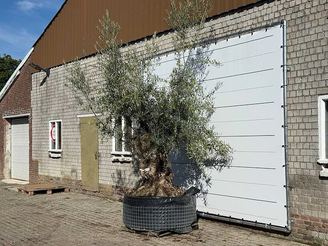 Olijfboom bonsai xl - olea europaea - ca. 200 jaar oud - hoogte ca. 280 cm - afbeelding 2 van  3