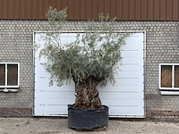 Olijfboom bonsai xl - olea europaea - ca. 200 jaar oud - hoogte ca. 280 cm - afbeelding 1 van  5