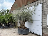 Olijfboom bonsai xl - olea europaea - ca. 200 jaar oud - hoogte ca. 280 cm - afbeelding 4 van  5
