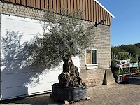 Olijfboom bonsai xl - olea europaea - ca. 200 jaar oud - hoogte ca. 280 cm - afbeelding 6 van  7