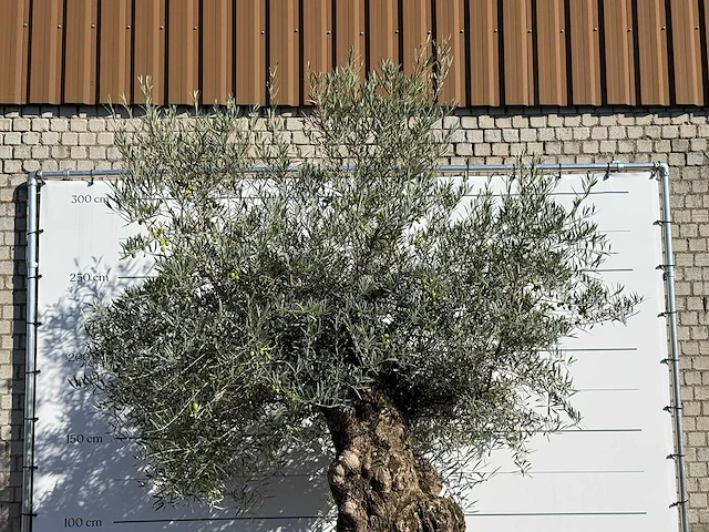 Olijfboom bonsai xl - olea europaea - ca. 200 jaar oud - hoogte ca. 280 cm - afbeelding 7 van  7