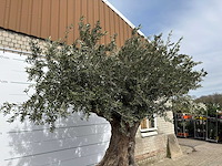 Olijfboom bonsai xl - olea europaea - ca. 250 jaar oud - hoogte ca. 290 cm - afbeelding 2 van  14