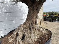 Olijfboom bonsai xl - olea europaea - ca. 250 jaar oud - hoogte ca. 290 cm - afbeelding 3 van  14