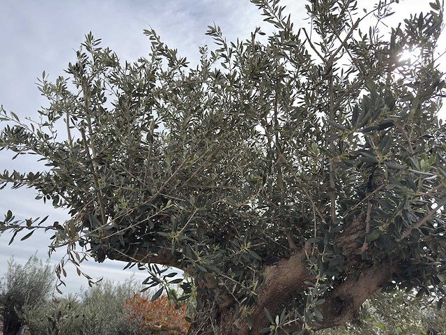 Olijfboom bonsai xl - olea europaea - ca. 250 jaar oud - hoogte ca. 290 cm - afbeelding 4 van  14