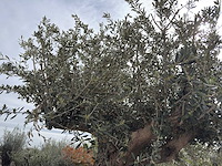 Olijfboom bonsai xl - olea europaea - ca. 250 jaar oud - hoogte ca. 290 cm - afbeelding 4 van  14