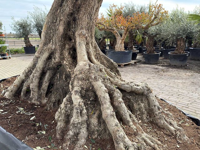 Olijfboom bonsai xl - olea europaea - ca. 250 jaar oud - hoogte ca. 290 cm - afbeelding 5 van  14