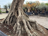 Olijfboom bonsai xl - olea europaea - ca. 250 jaar oud - hoogte ca. 290 cm - afbeelding 5 van  14
