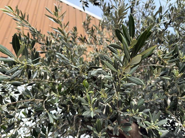 Olijfboom bonsai xl - olea europaea - ca. 250 jaar oud - hoogte ca. 290 cm - afbeelding 6 van  14