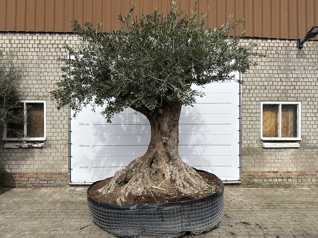 Olijfboom bonsai xl - olea europaea - ca. 250 jaar oud - hoogte ca. 290 cm - afbeelding 1 van  14