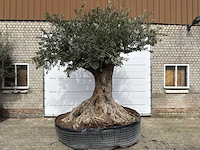 Olijfboom bonsai xl - olea europaea - ca. 250 jaar oud - hoogte ca. 290 cm - afbeelding 1 van  14