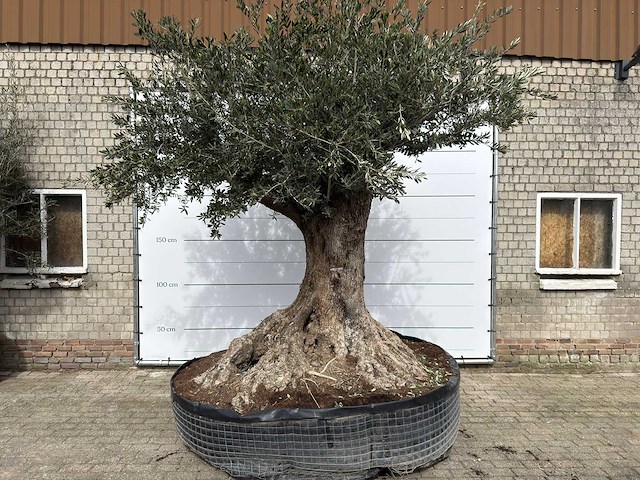 Olijfboom bonsai xl - olea europaea - ca. 250 jaar oud - hoogte ca. 290 cm - afbeelding 7 van  14