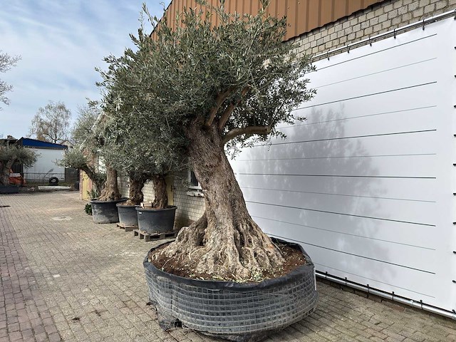 Olijfboom bonsai xl - olea europaea - ca. 250 jaar oud - hoogte ca. 290 cm - afbeelding 8 van  14