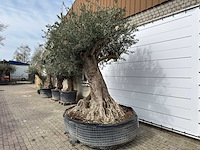Olijfboom bonsai xl - olea europaea - ca. 250 jaar oud - hoogte ca. 290 cm - afbeelding 8 van  14