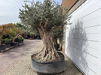 Olijfboom bonsai xl - olea europaea - ca. 250 jaar oud - hoogte ca. 290 cm - afbeelding 9 van  14